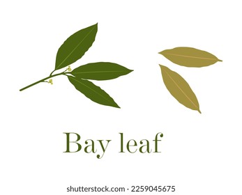 Bay leaf in flat style. Bay leaves isolated on white background. Vector illustration  svg