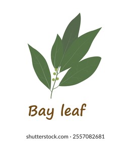 Bay leaf in flat style. Bay leaves isolated on white background. Vector illustration