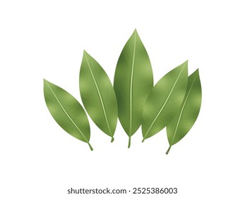 Lorbeerblatt Frisches Lorbeer-Kraut. Bay lässt Vektorgrafik auf weißem Hintergrund. Frische Kräuter-Vektorgrafik | Realistische Bay Leaves zum Kochen, Bio-Essen und Gewürzdesign