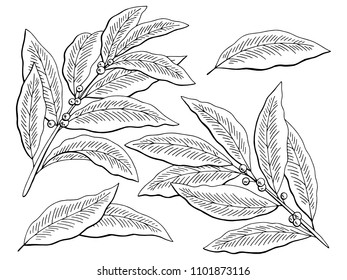 Bay leaf graphic black white isolated sketch set illustration vector