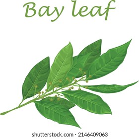 Bay leaf. Green laurel leaves. A fragrant medicinal plant for seasoning. Vector illustration isolated on a white background