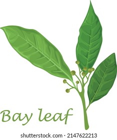 Bay leaf. Green laurel leaves. A fragrant medicinal plant for seasoning. Vector illustration isolated on a white background svg