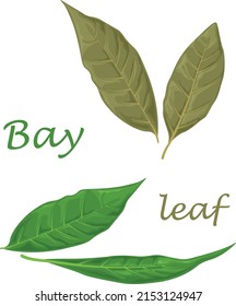 Bay leaf. Green laurel leaves. A fragrant medicinal plant for seasoning. Vector illustration isolated on a white background