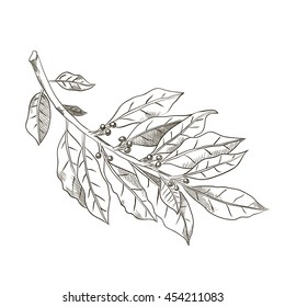 bay leaf hand drawn