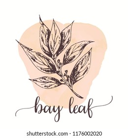Bay leaf Hand drawn ink illustration Vector design for tags, cards, packaging, promo for restaurant menu