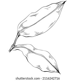 Bay leaf hand-drawn Vector Illustration isolated on white background. Retro style farm product for restaurant menu, market label, logo, emblem and kitchen design. Decoration for food.