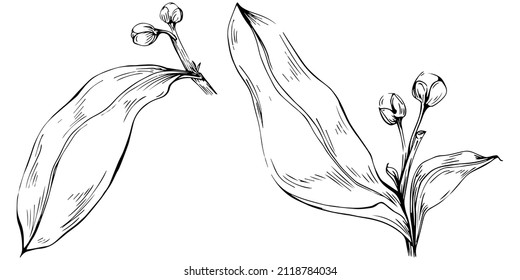 Bay leaf hand-drawn Vector Illustration isolated on white background. Retro style farm product for restaurant menu, market label, logo, emblem and kitchen design. Decoration for food.