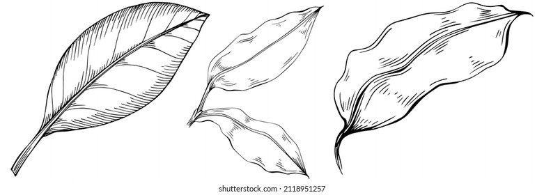 Bay leaf hand-drawn Vector Illustration isolated on white background. Retro style farm product for restaurant menu, market label, logo, emblem and kitchen design. Decoration for food.