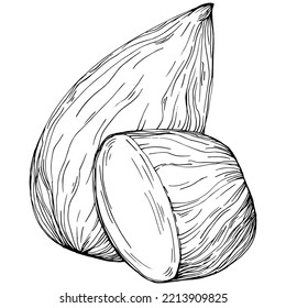 Vector Illustración dibujado a mano en hoja de la bahía aislado en fondo blanco. Producto de granja de estilo retro para menú de restaurante, etiqueta de mercado, logotipo, emblema y diseño de cocina. Decoración para la comida.
