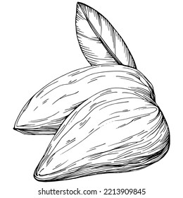 Bay leaf hand-drawn Vector Illustration isolated on white background. Retro style farm product for restaurant menu, market label, logo, emblem and kitchen design. Decoration for food.