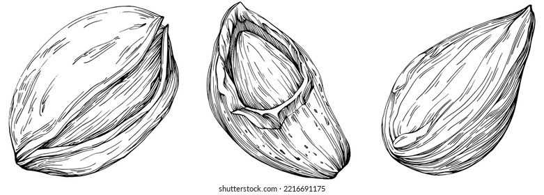 Vector Illustración dibujado a mano en hoja de la bahía aislado en fondo blanco. Producto de granja de estilo retro para menú de restaurante, etiqueta de mercado, logotipo, emblema y diseño de cocina. Decoración para la comida.
