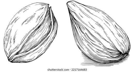 Bay leaf hand-drawn Vector Illustration isolated on white background. Retro style farm product for restaurant menu, market label, logo, emblem and kitchen design. Decoration for food.