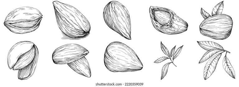 Bay leaf hand-drawn Vector Illustration isolated on white background. Retro style farm product for restaurant menu, market label, logo, emblem and kitchen design. Decoration for food.