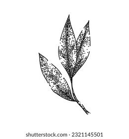 bay leaf herb dry hand drawn. laurel leaves, green top, view tree, cooking plant, sketch indian bay leaf herb dry vector sketch. isolated black illustration