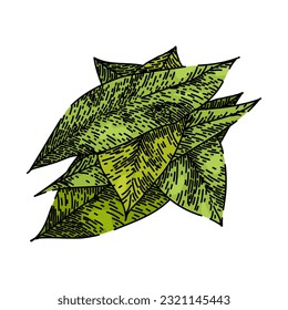 Kräuterhecht mit Lorbeerblättern, handgezeichnet. Lorbeerblätter, trockener Gipfel, Aussichtsbaum, Kochpflanze, Skizze indianischer Lorbeerblätter, grüne Vektorgrafik. einzelne Farbgrafik