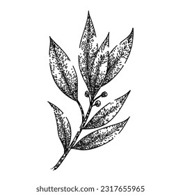 bay leaf herb hand drawn. laurel leaves, dry green, top fresh, tree cooking, plant sketch bay leaf herb vector sketch. isolated black illustration