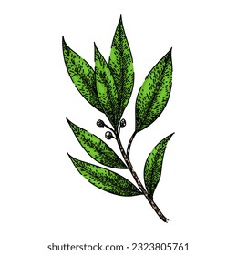 bay leaf herb hand drawn. laurel leaves, dry green, top fresh, tree cooking, plant sketch bay leaf herb vector sketch. isolated color illustration