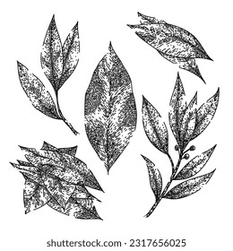 bay leaf herb set hand drawn. laurel leaves, dry green, top fresh, tree cooking, plant sketch bay leaf herb vector sketch. isolated black illustration