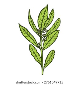 Bay leaf herb, spice leaves, colourful, hand-drawn illustration, line art contour, isolated