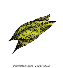 bay leaf herb tree hand drawn. laurel leaves, dry green, top fresh, cooking plant, sketch indian bay leaf herb tree vector sketch. isolated color illustration