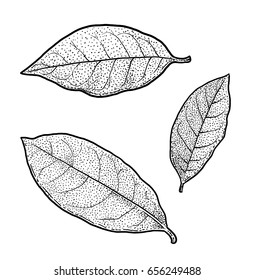 Bay leaf illustration, drawing, engraving, ink, line art, vector