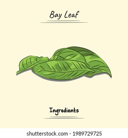 Bay Leaf Illustration Sketch And Vector Style. Good to use for restaurant menu, Food recipe book and food ingredients content.