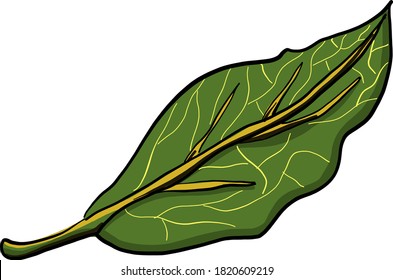Bay leaf, illustration, vector on white background