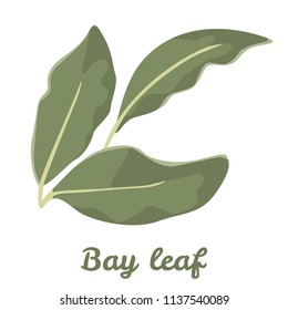 Bay leaf isolated on white background. Color image for template label, packing and emblem farmer market design. Simple icon in flat style.