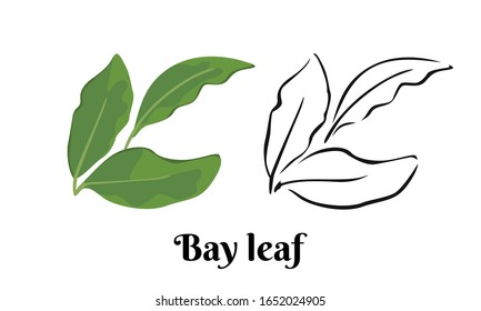 Bay leaf isolated on white background. Vector color illustration of aromatic green herbs in cartoon flat style and black and white outline. Vegetable Icon.