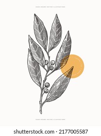 Bay leaf. Laurel branch on a light background isolated. Hand-drawn spicy plant for cooking. The concept of organic food. Spices vector illustration.