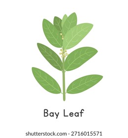 Bay Leaf (Laurus nobilis) Flat Cartoon Vector Illustration Isolated on White Background