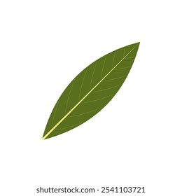 Bay leaf. Part of my color flat set of 15 best herbs for cooking. Greenery on a white. Herbs for meat, fish, drinks and cocktails. Used dev, app, design, web, ui, advertising. Vector 10 EPS