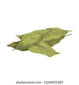 bay leaf plant cartoon. green spice, herb food, herbal laurel, organic natural, ingredient fresh bay leaf plant vector illustration