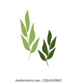 Bay leaf plant cartoon. green spice, herb food, herbal organic natural, ingredient fresh bay leaf plant vector illustration. Green leaves isolated on white background. Vector illustration EPS10. 