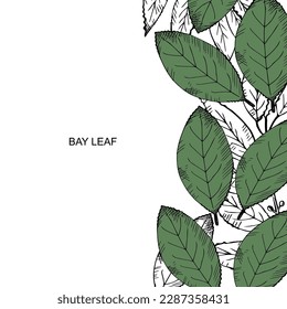 Bay leaf set. Hand draw laurel tree branch and leaves. Illustration symbol of victory and fragrant cooking spice.Label, flyer, banner. Design element.Background for text. Vector