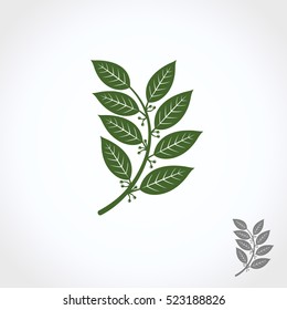 Bay Leaf Set. Vector