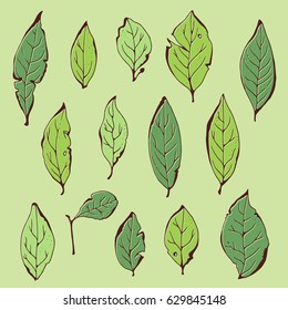 Bay leaf set, vector herbs collection