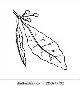 bay leaf sketch