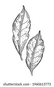 Bay leaf sketch. Laurel tree illustration. Hand drawn vector plant. Vintage herb drawing. Food icon. Engraving leaves. Cooking black line etching art. Retro aromatic bay leaf sketch