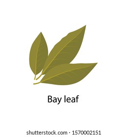 Bay leaf spice vector illustration in flat design isolated on white background.