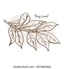 Bay leaf, spice, vector illustration hand drawn in doodle sketch style. For wrapping paper, menus, fabrics, posters, social media, typography, web, etc.
