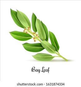 Bay leaf sprig herb vector illustration. Realistic detailed green fresh spice on a white background.