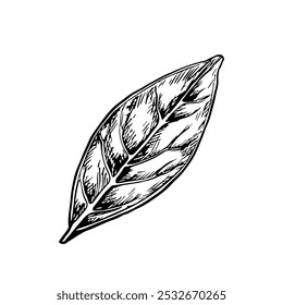 Bay leaf. Vector graphics of fragrant spices. A black and white hand-drawn illustration. On a white background. Great for cooking recipes, menus, posters or stickers.