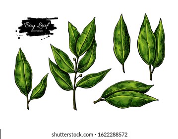 Bay leaf vector hand drawn illustration set. Isolated spice object. Seasoning laurel leaves. Detailed organic product sketch. Cooking flavor ingredient. Great for label, sign, icon