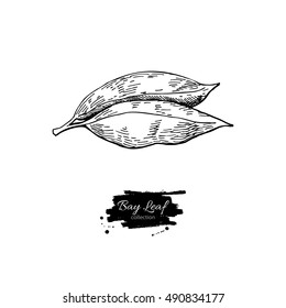 Bay leaf vector hand drawn illustration. Isolated spice object. Engraved style seasoning laurel. Detailed organic product sketch. Cooking flavor ingredient. Great for label, sign, icon