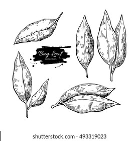 Bay leaf vector hand drawn illustration set. Isolated spice object. Engraved style seasoning laurel. Detailed organic product sketch. Cooking flavor ingredient. Great for label, sign, icon