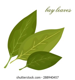 bay leaf, vector illustration