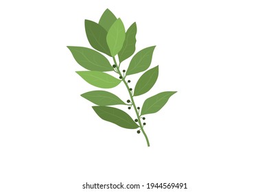 Vector de hoja de la bahía Ilustración en fondo blanco