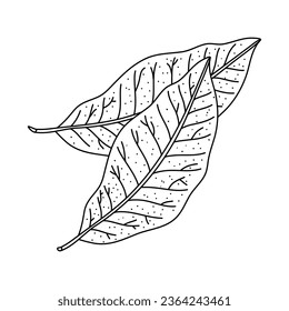 Bay leaf vector isolated. Herbal doodle style illustration. The best for design logo, menu, label, icon, stamp