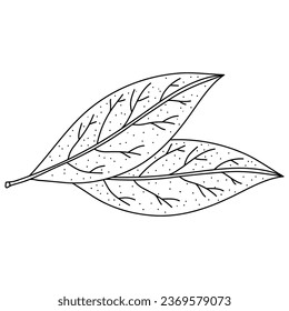 Bay leaf vector isolated. Herbal doodle style illustration. The best for design logo, menu, label, icon, stamp